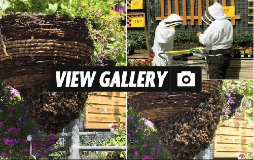 Swarm of bees at B&Q