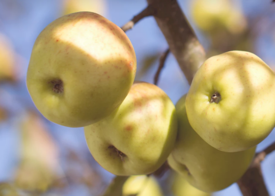 Apples to illustrate staying fit