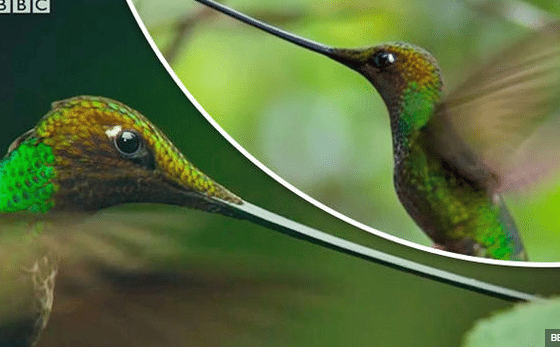 the scissor billed humming bird with the longest beak of any hummig