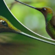 the scissor billed humming bird with the longest beak of any hummig