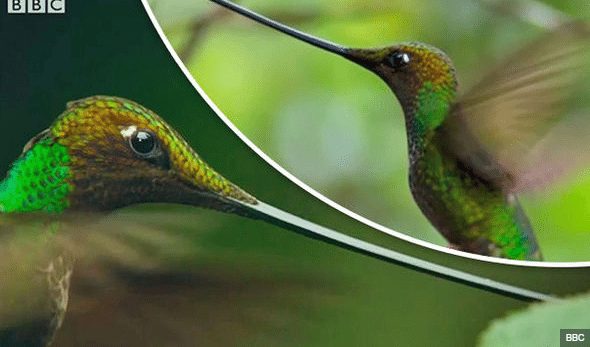 the scissor billed humming bird with the longest beak of any hummig